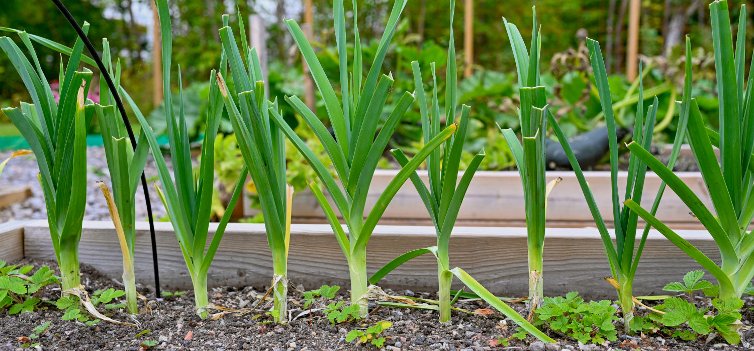 Heirloom Leek Seeds