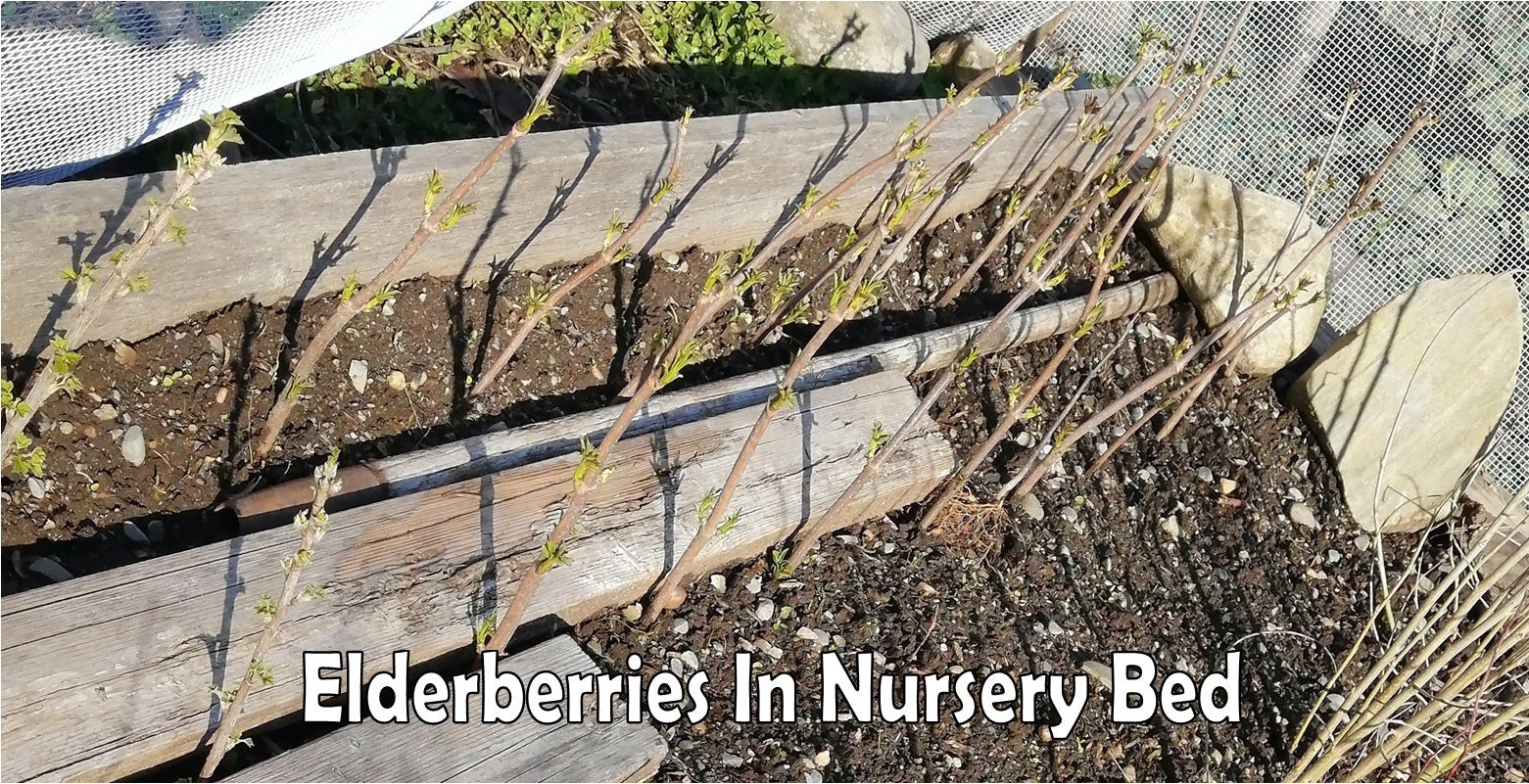 Planting Trees In A Nursery Bed