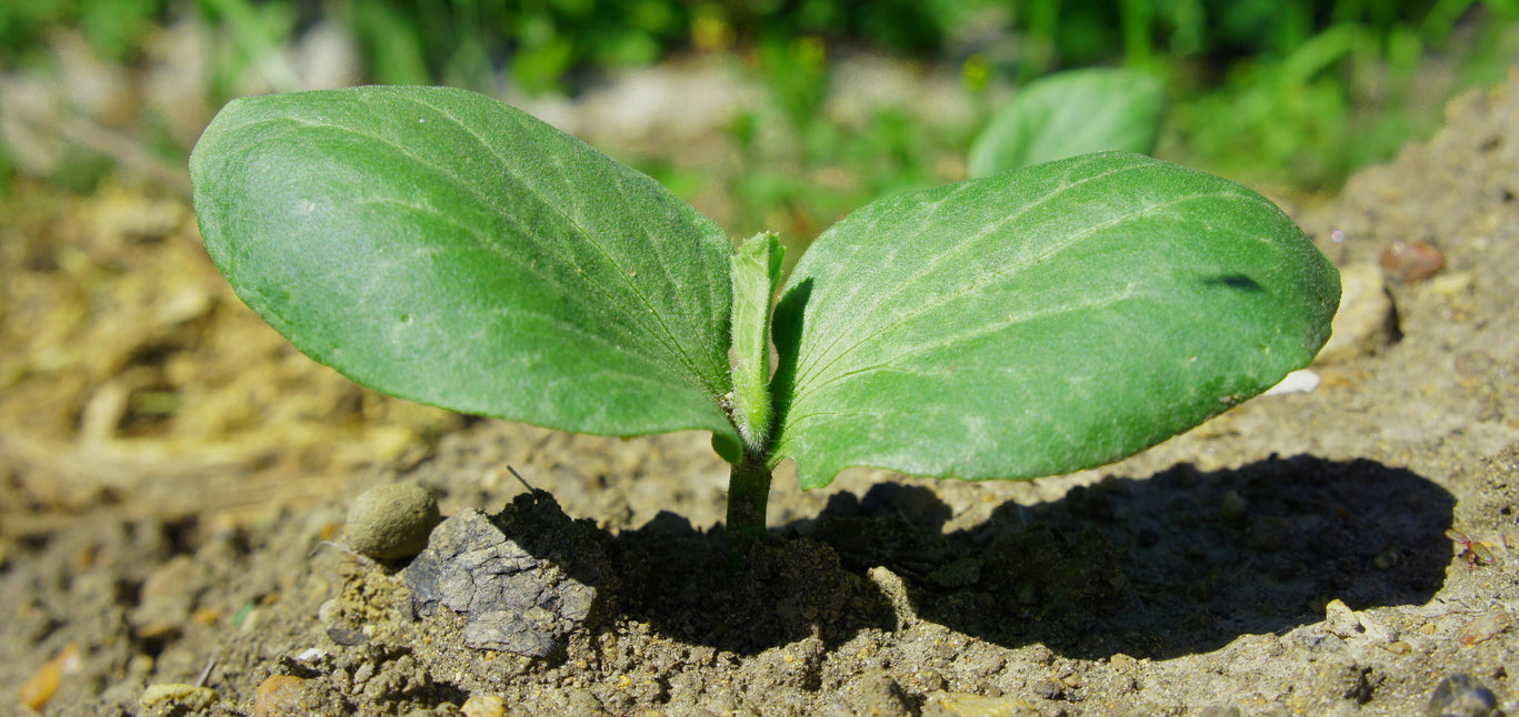 Direct Seeding Squash