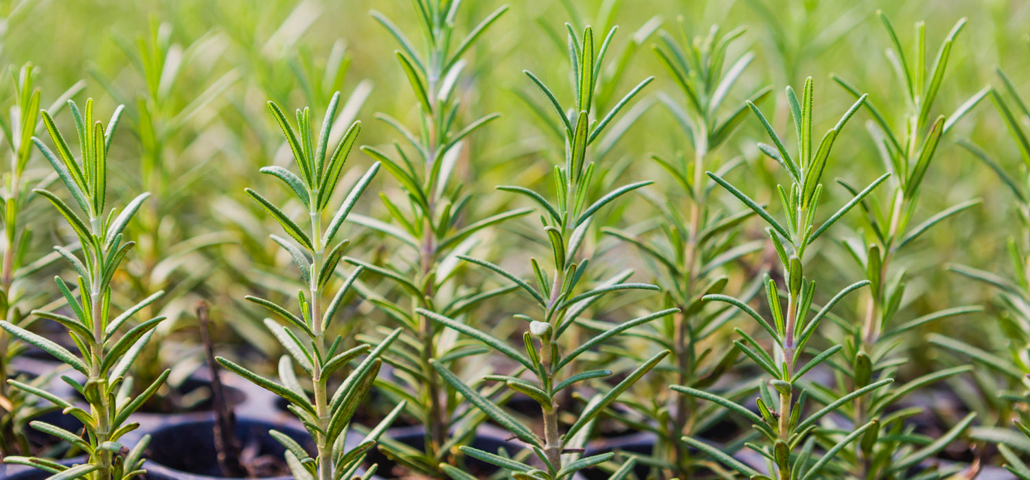 Heirloom Rosemary Seeds