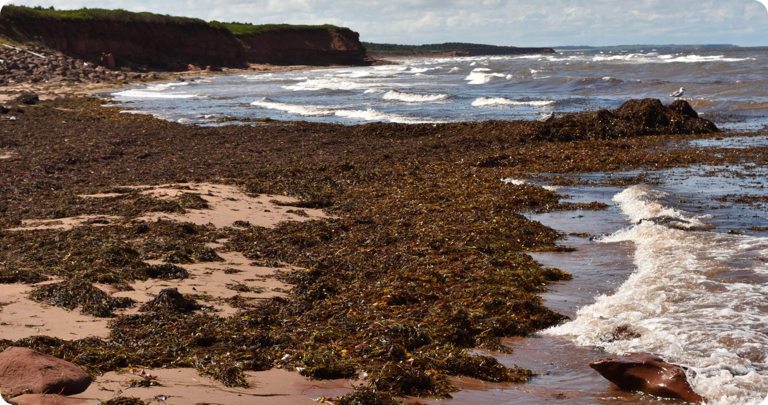 Seaweed Compost