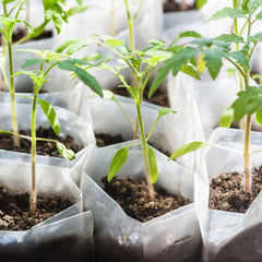 Starting Tomatoes From Seed