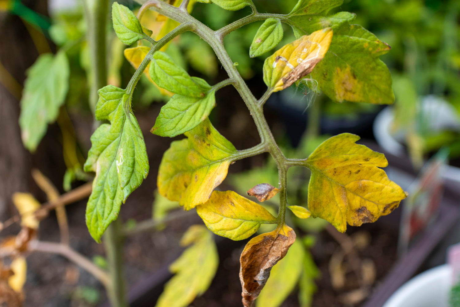 Tomato Seedlings Yellow Leaves