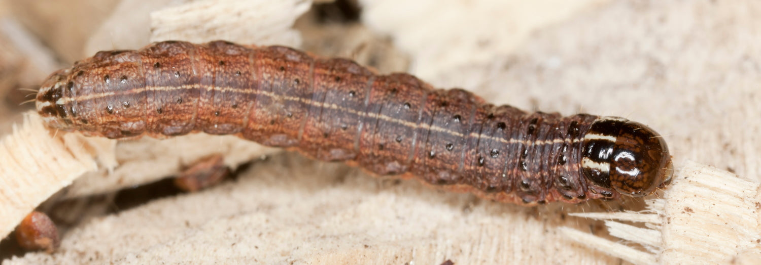 Cutworms Tomato