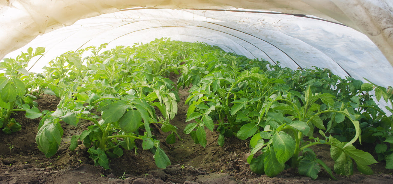 Poly-Tunnel Frost Protection