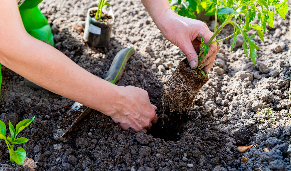 How To Transplant Seedlings In Spring