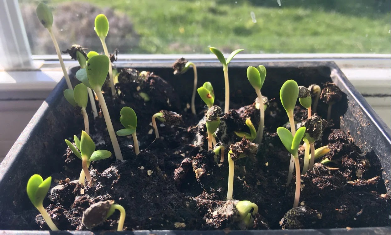 Planting Tree Seeds In Pots