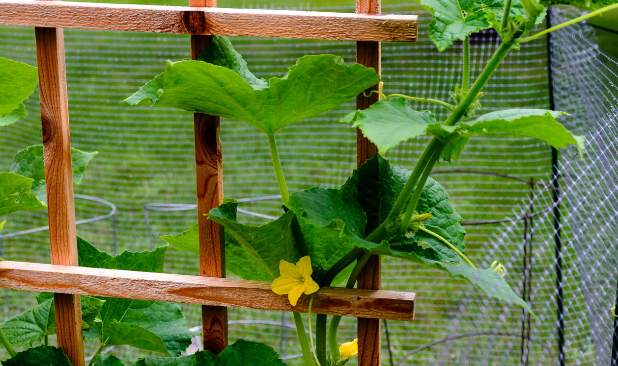 Cucumber Trellis