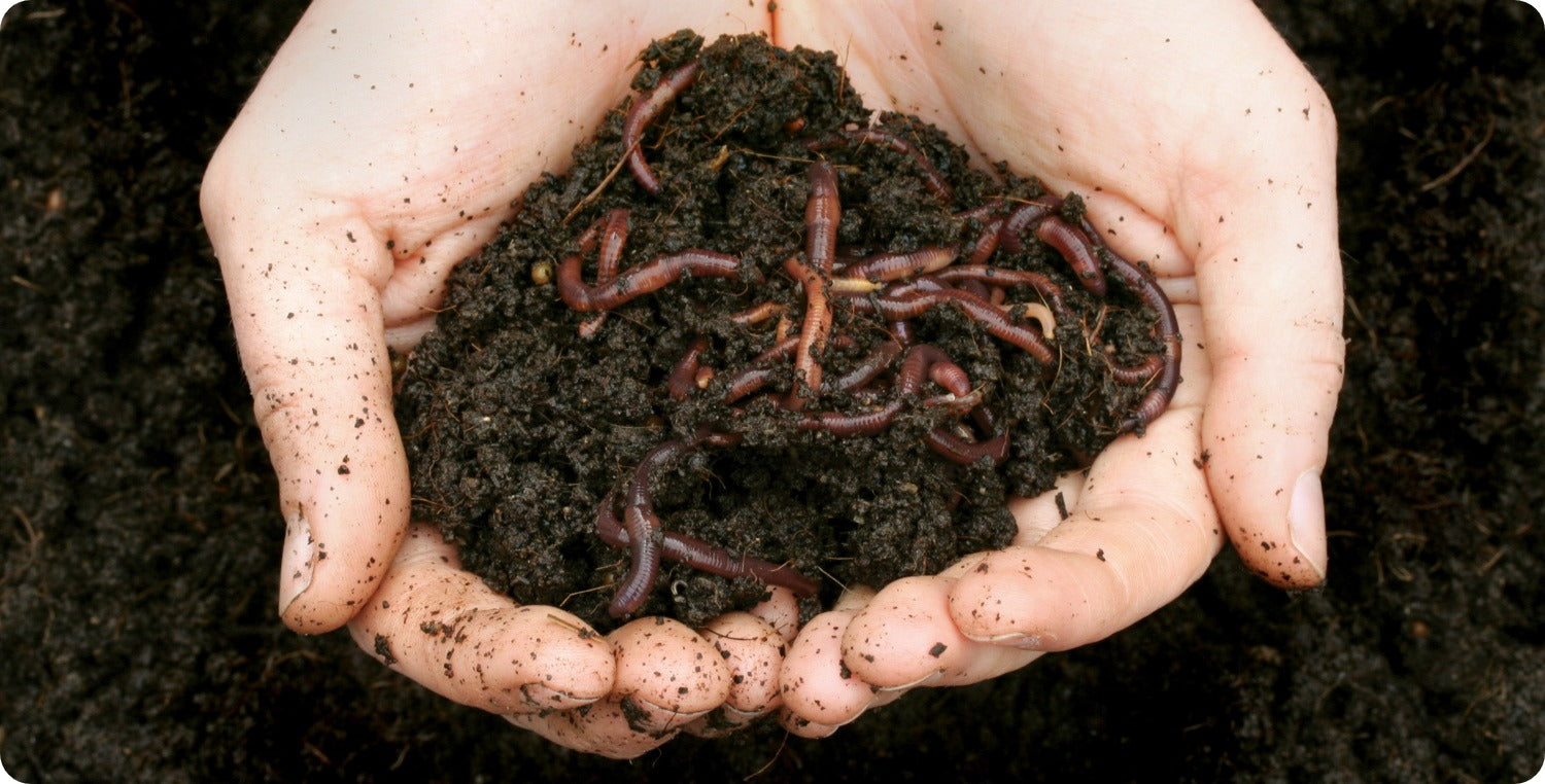 Hands holding soil and worms