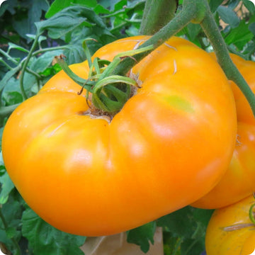 Yellow Brandywine Tomato