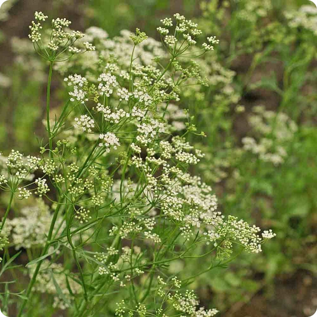 Anise Hyssop Seeds Heirloom Untreated NON GMO From Canada The