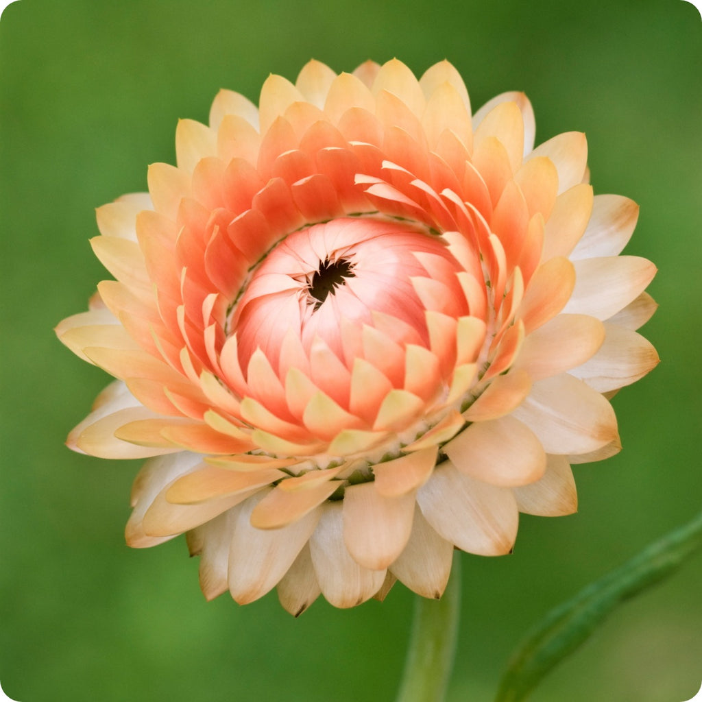 Aster - King Size Apricot – Cedar Edge Floral