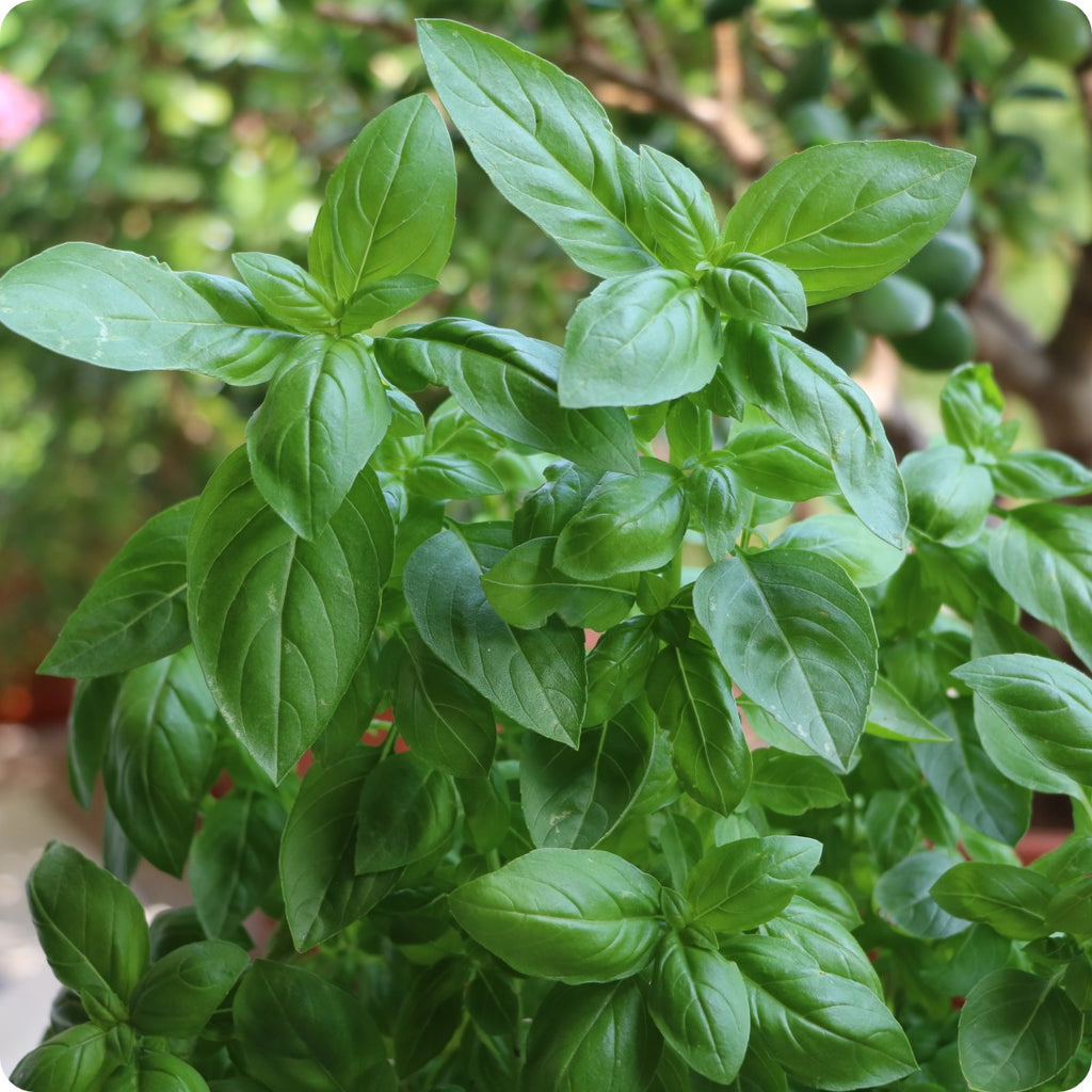 Basil Seeds Italian Large Leaf Heirloom Untreated NON GMO From