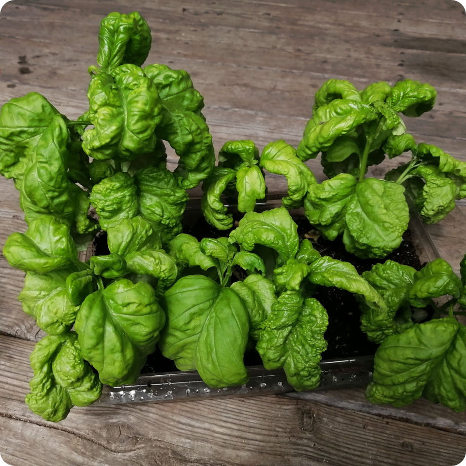 Basil Seeds Italian Large Leaf Heirloom Untreated NON GMO From