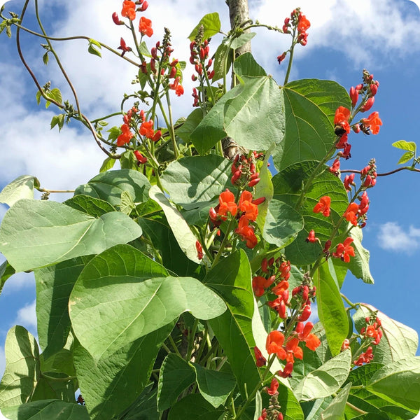 Pole Bean Seeds Scarlet Runner Heirloom Untreated Non Gmo From Canada