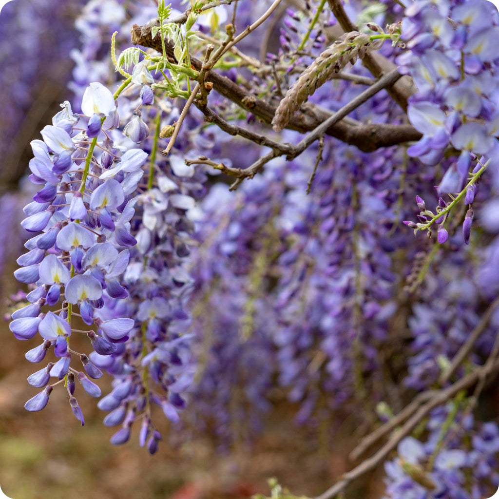 Gurney's Seed and Nursery Purple Flowering Blue Moon Wisteria Vine Accent  Shrub in 2.5-Quart Pot in the Shrubs department at