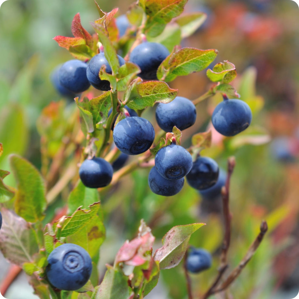 Cranberry Seeds, American High Bush Cranberry – The Incredible Seed Company  Ltd