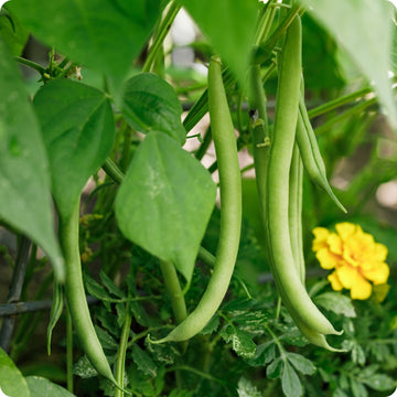 Bean, Bush Dry, 'Tiger's Eye