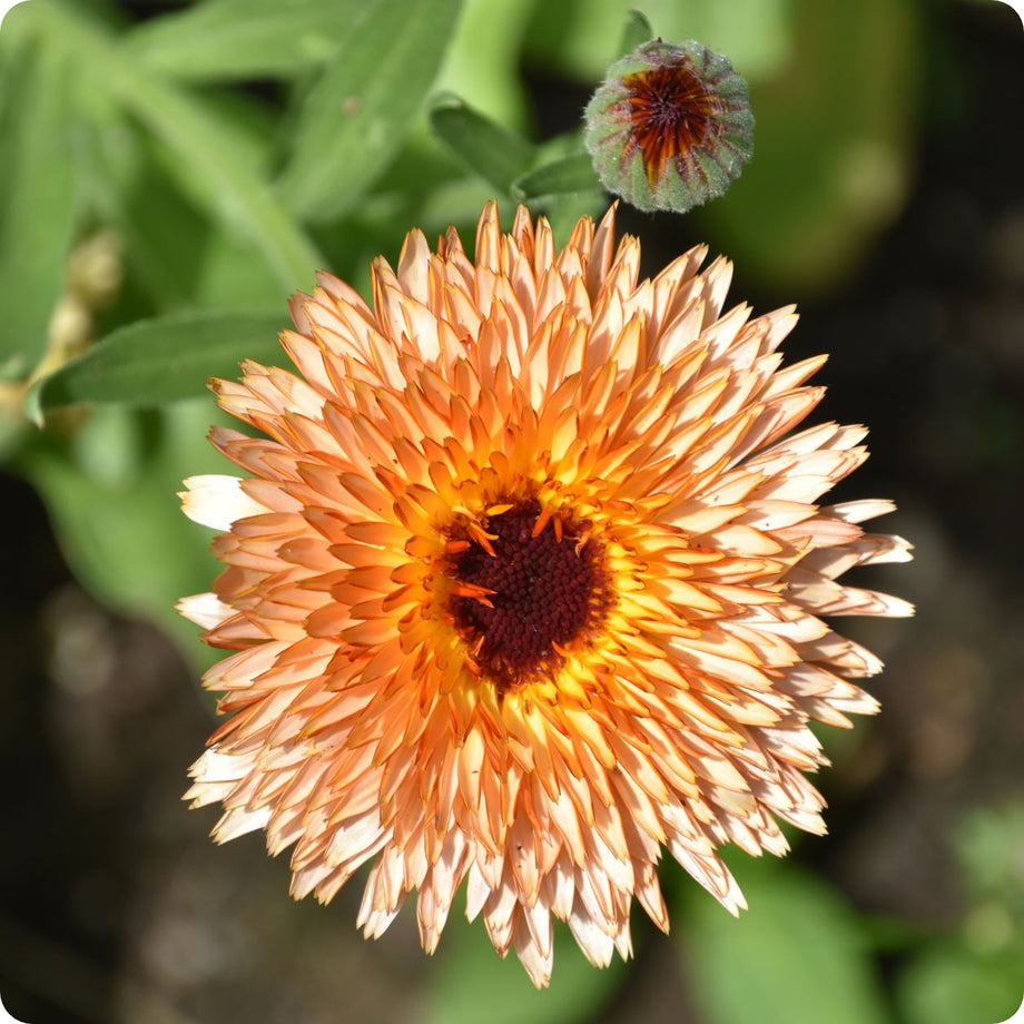 Orange Zinger Calendula Flower Seeds