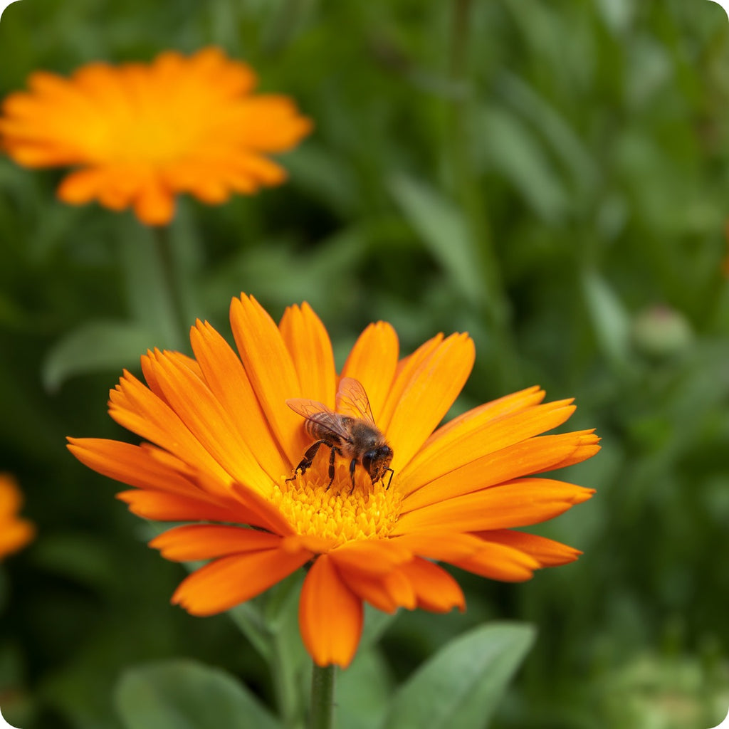 Resina Calendula Seeds – Heirloom Untreated NON-GMO From Canada