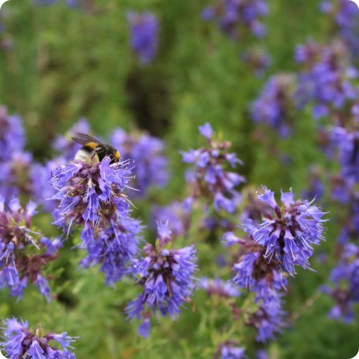 Иссоп трава. Иссоп лекарственный (Hyssopus officinalis) аметист. Семена иссоп иней. Иссоп (1 кг). Лекарственные растения Белгородской области.