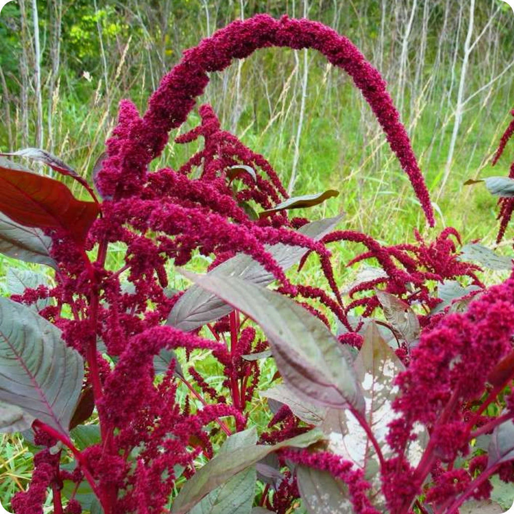 Love Lies Bleeding Amaranth, Ornamental Veggie Heirloom 50 Seeds am 016 -   Canada