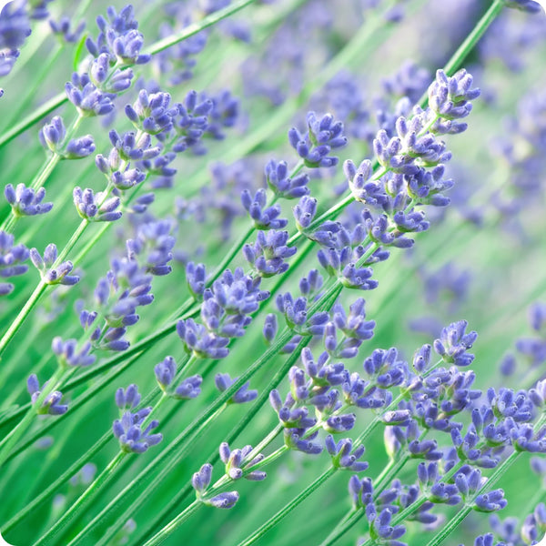 Lavender Seeds - Munstead