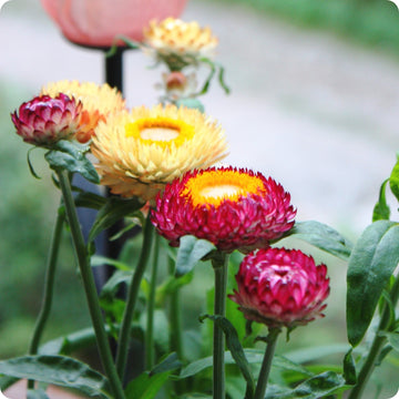 Strawflower Seed, Helichrysum Mixed Peach and Apricot Shades, Straw  Flowers- Great for Dried Floral Crafts