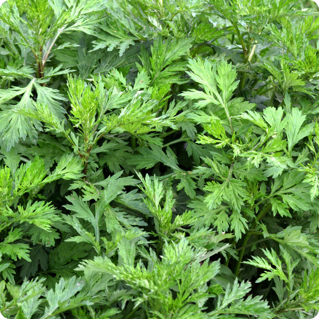 Sweet Annie (Artemisia annua) - 50 Seeds