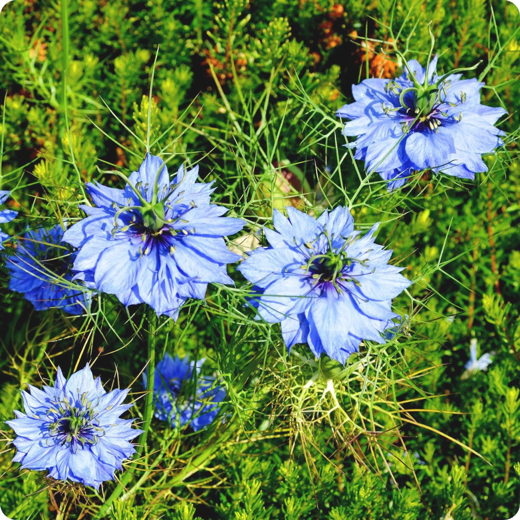 Nigelle Papillosa Delft Blue - Graines Baumaux