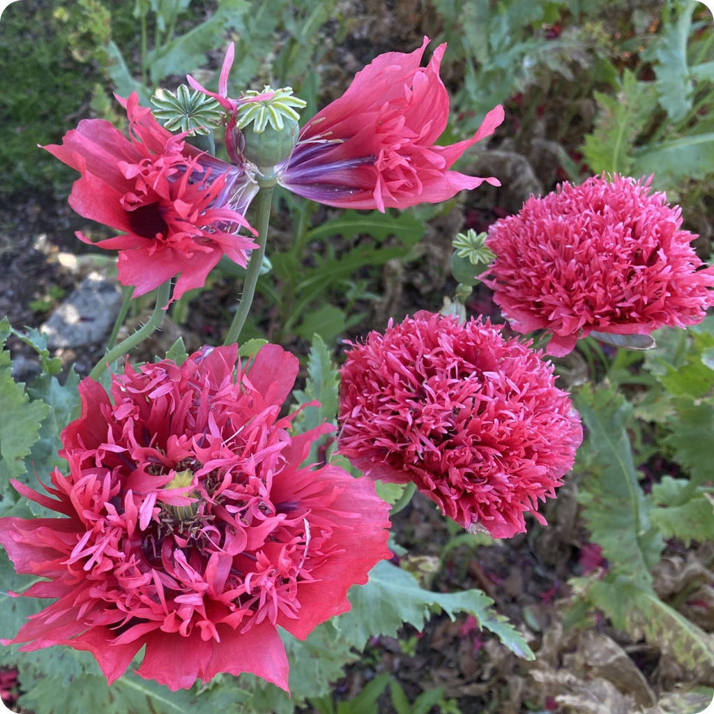 Peony Seeds 200+ Mixed Color Peony Poppy Seeds Black, Purple, Pink Poppy Peony Seeds - Giant Double Flower Seeds