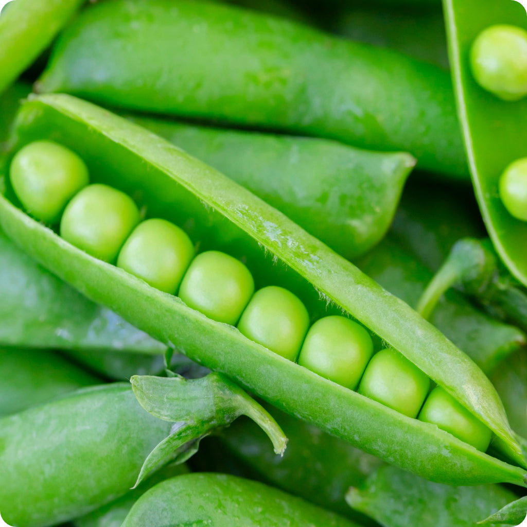 PEAS - SUGAR LACE SNAP – GARDEN GIRL SEEDS - GARDEN SEEDS