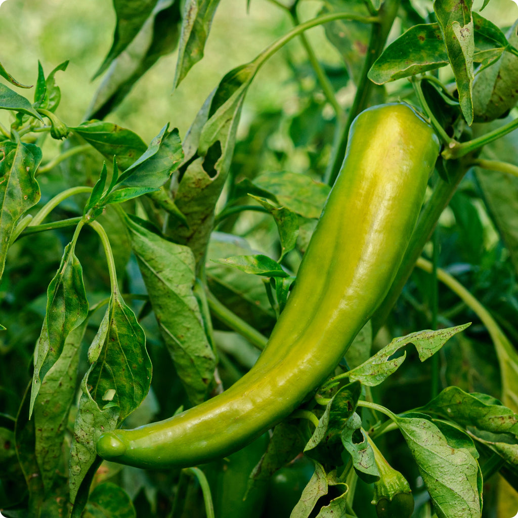 NuMex Joe E. Parker Pepper Seeds