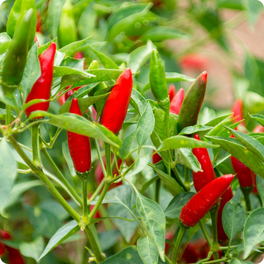 Thai Hot Chili Pepper (Capsicum annuum) - Annie's Heirloom Seeds