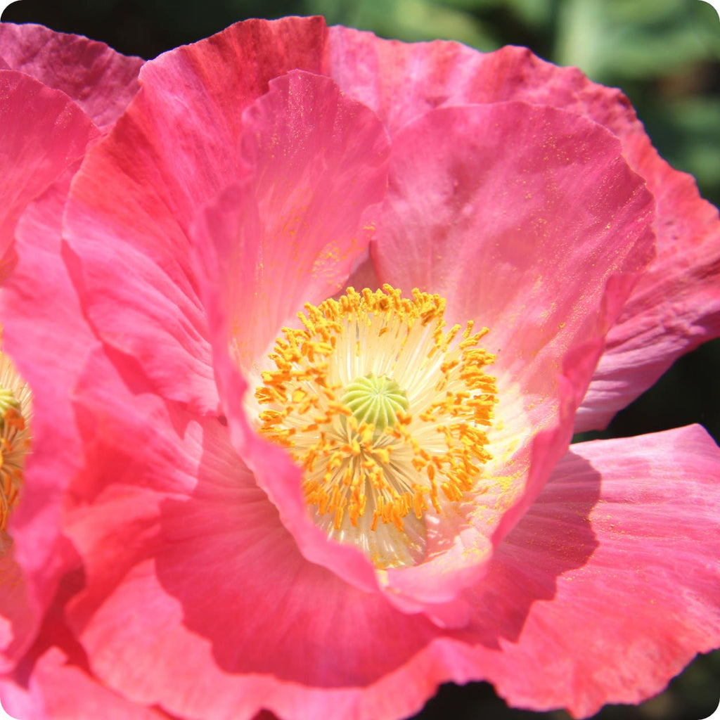 Poppy Seeds - Rose Peony Poppy – The Incredible Seed Company Ltd