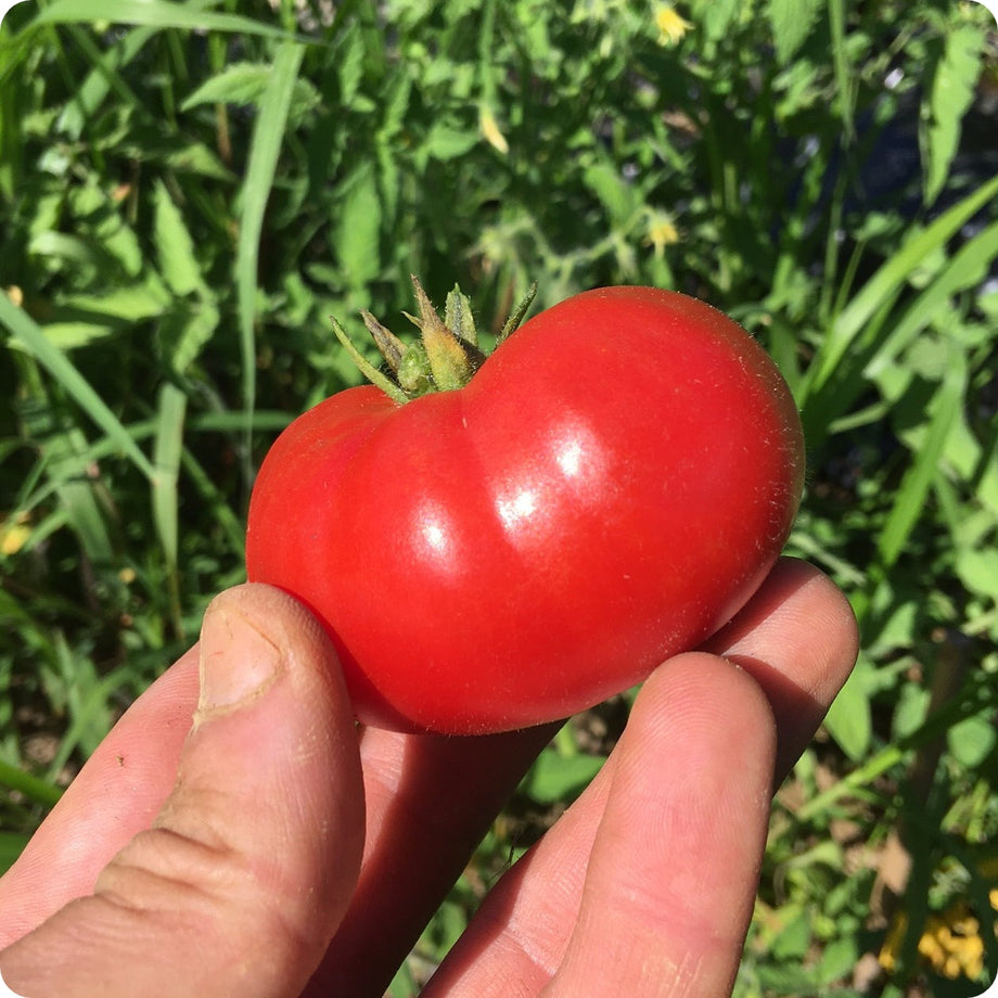 Beefsteak - Slicer Tomato Seeds