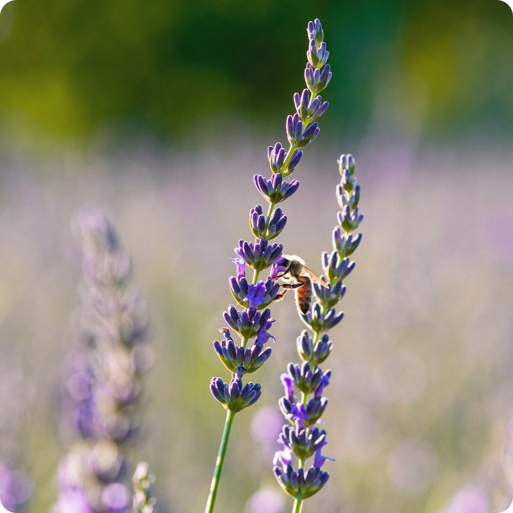 Old Fashioned English Lavender, Lavandula angustifolia Vera