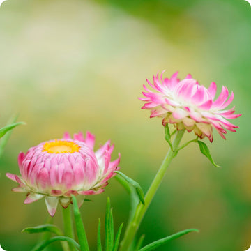 Bulk Monster Rainbow Strawflower Seeds, Tall Double Mix, Xerochrysum  Bracteatum, Helichrysum Monstrosum Tall Mix XC011C -  Canada