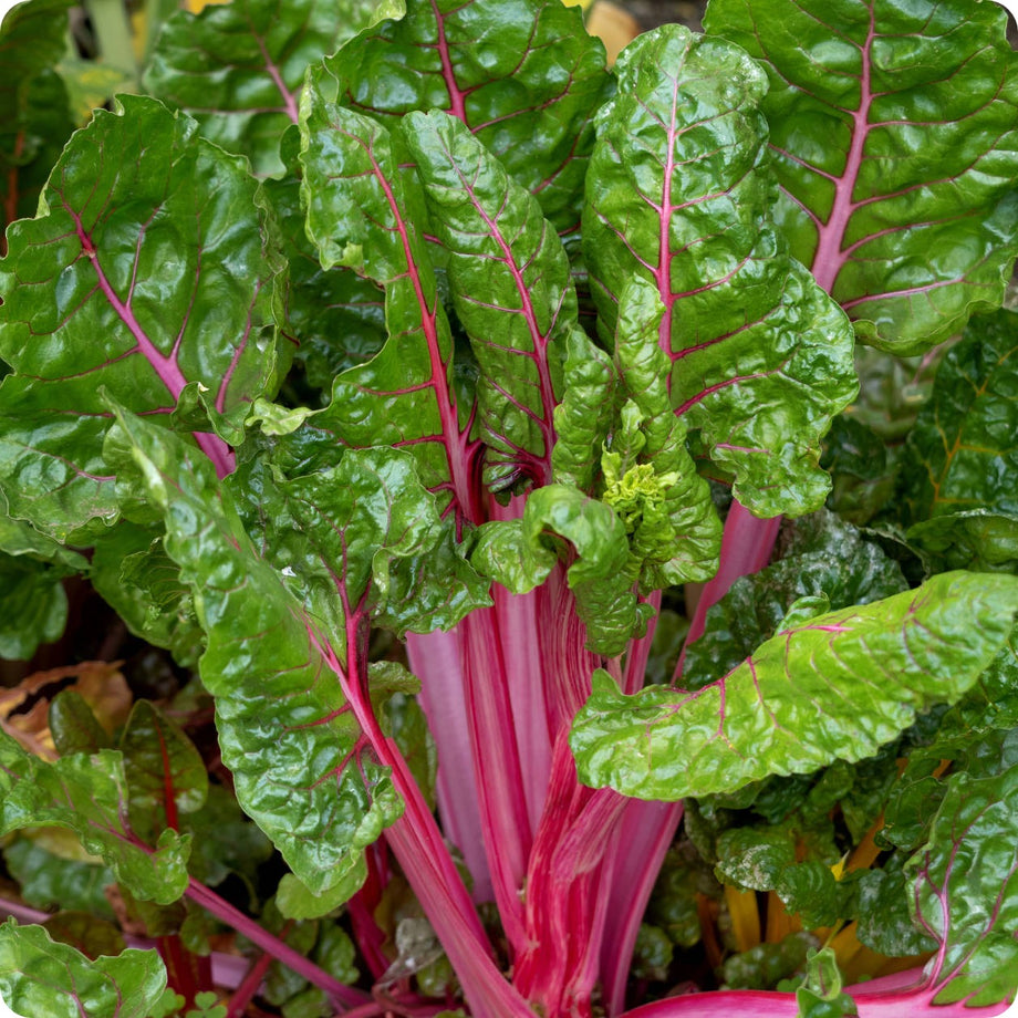 Red Rhubarb Swiss Chard (Beta vulgaris) - Annie's Heirloom Seeds