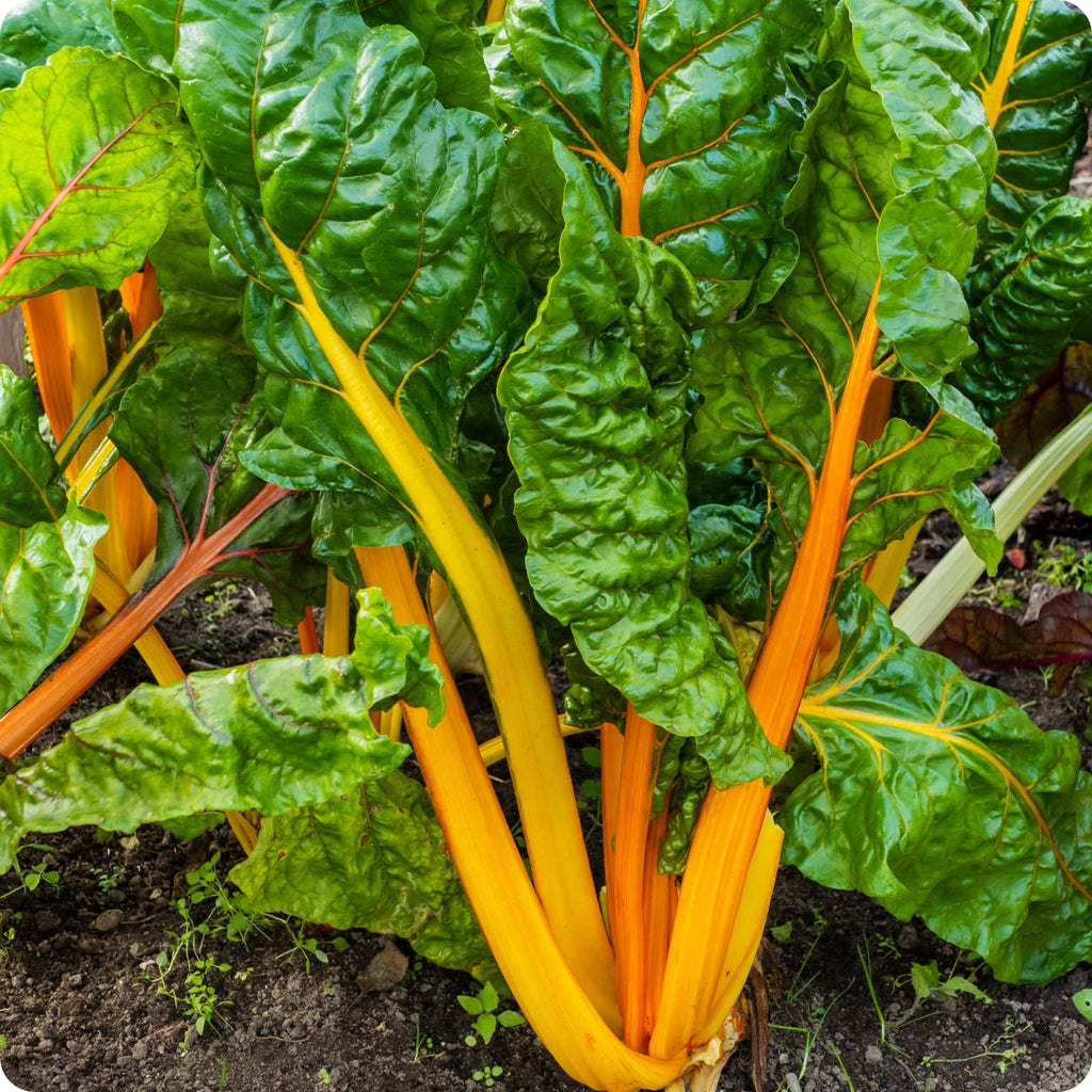 Ruby Red Rhubarb Swiss Chard Seeds, USA Garden Vegetable Rainbow Colorful  Silver Beet Spinach Bok Choy Seed Non GMO Heirloom 2024