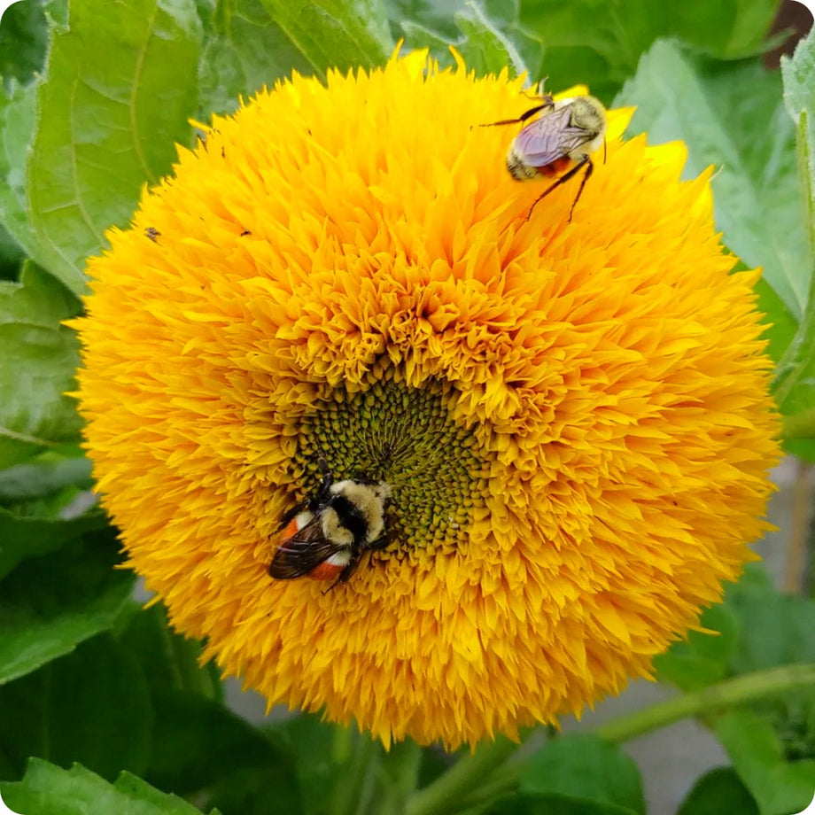 Giant Grey Striped Sunflower Seeds