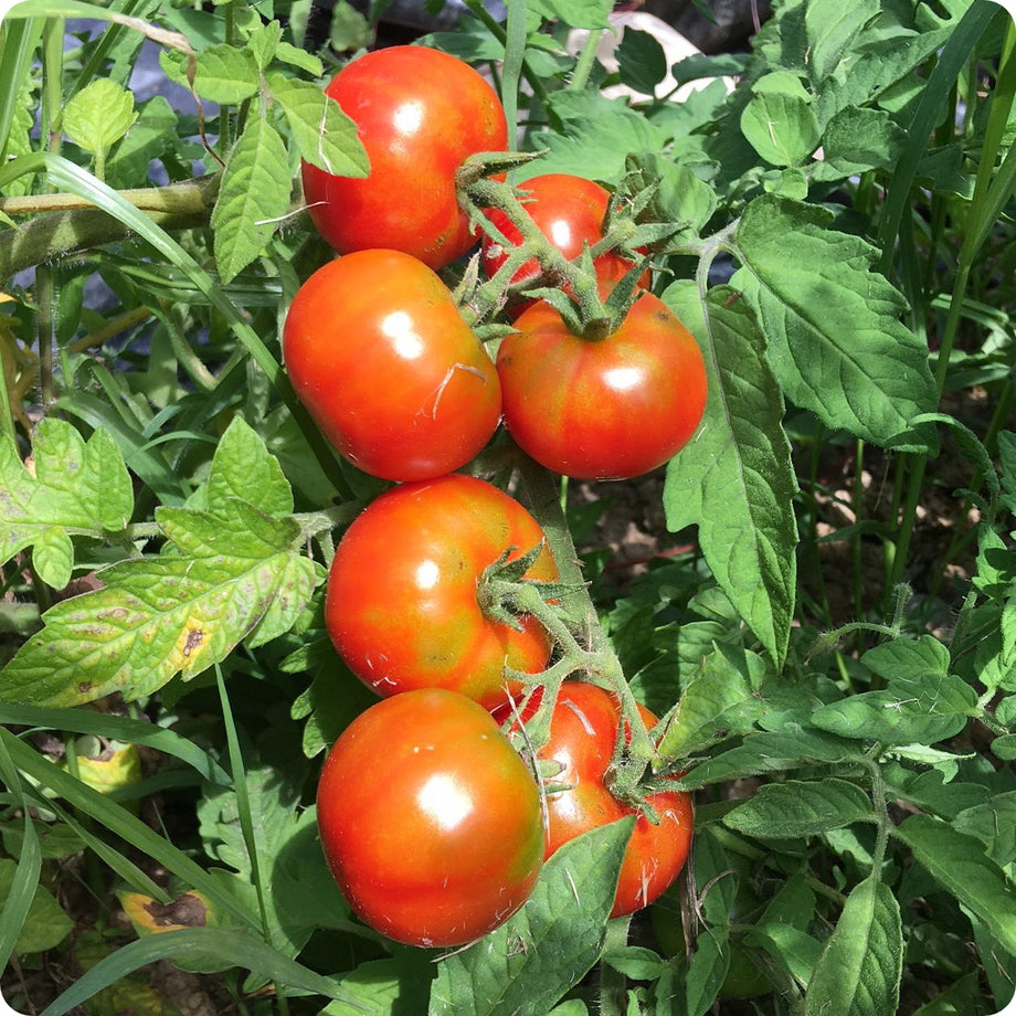 Glacier -Slicer Tomato – The Incredible Seed Company Ltd