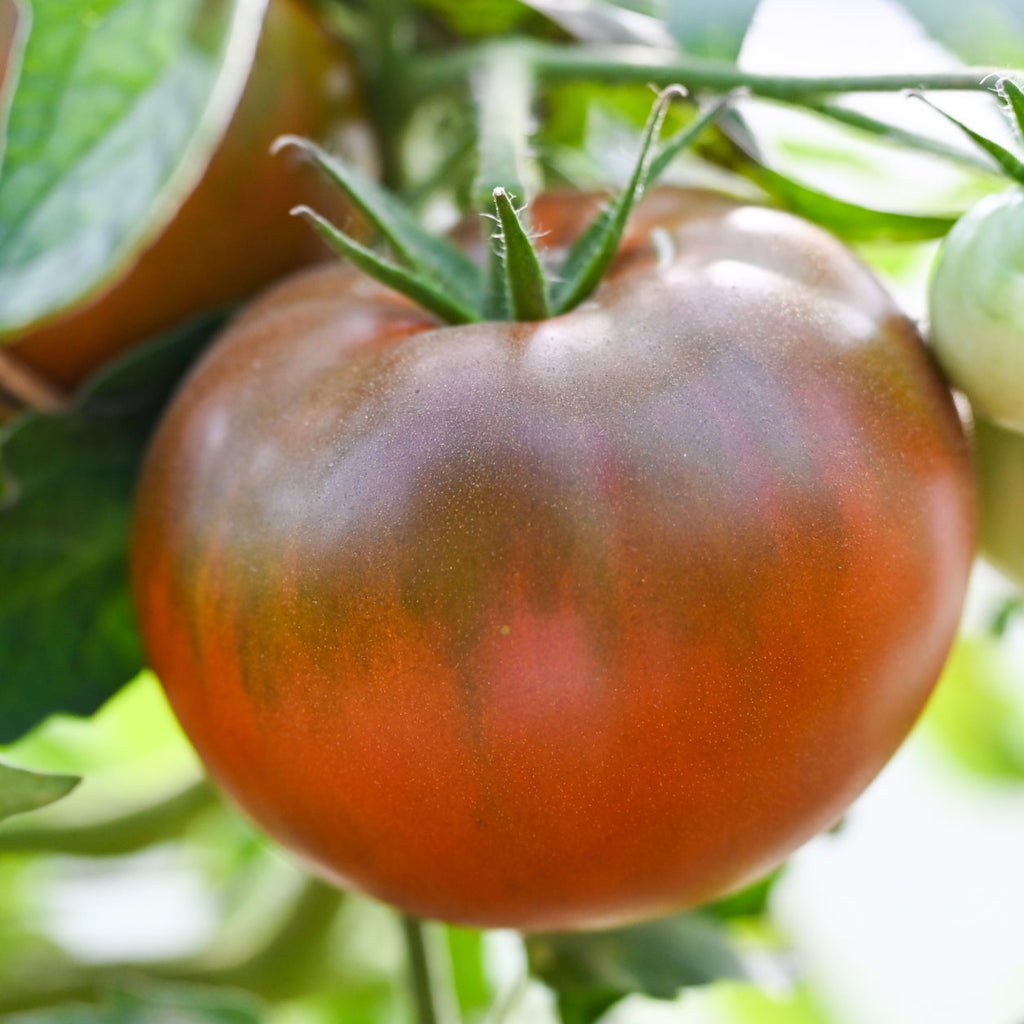 True Black Brandywine Heirloom Tomato Seed – Happy Cat Farm