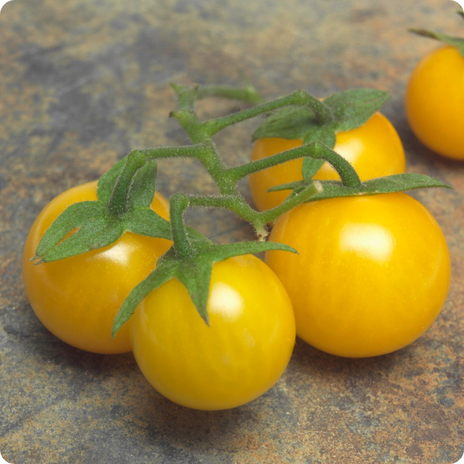 Tomato Brandywine 3.5 inch pot – Glenlea Greenhouses