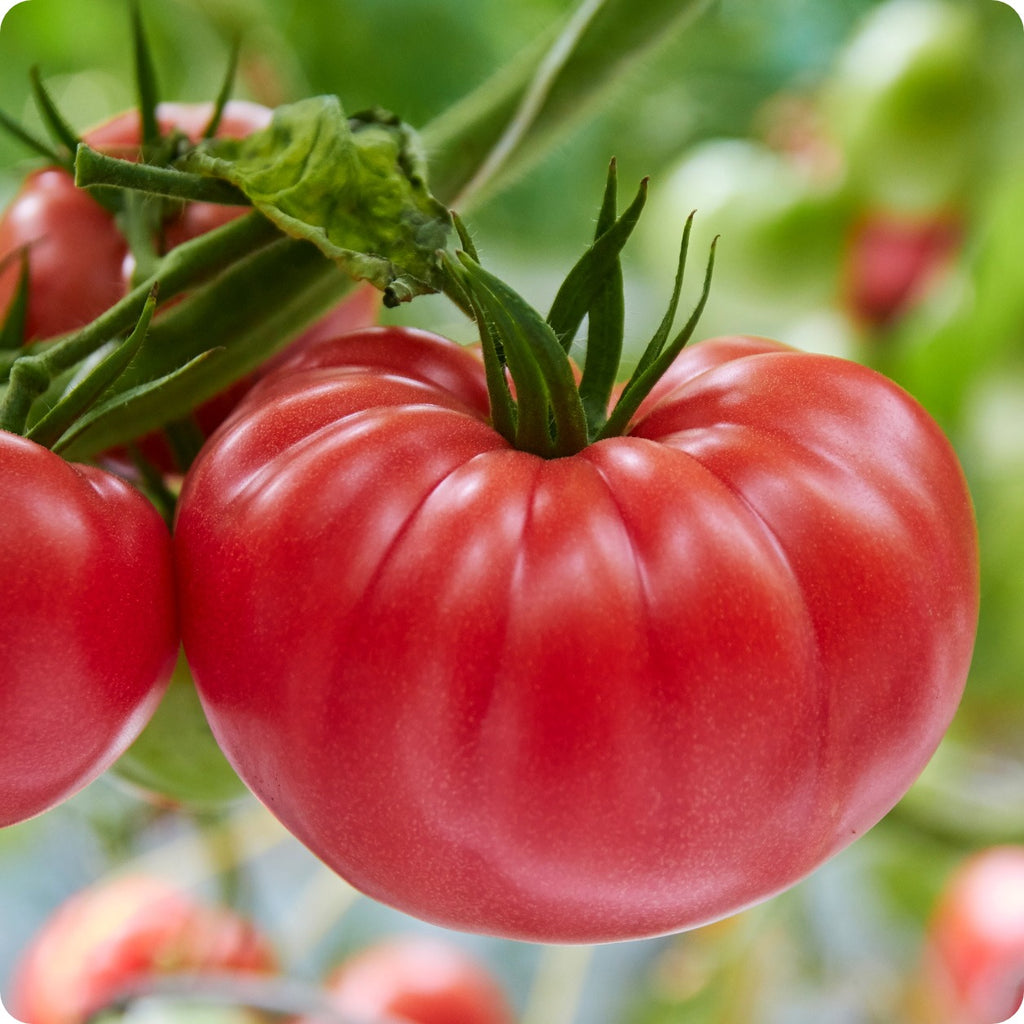 Yellow Brandywine Heirloom Tomato / Tomate Héritière