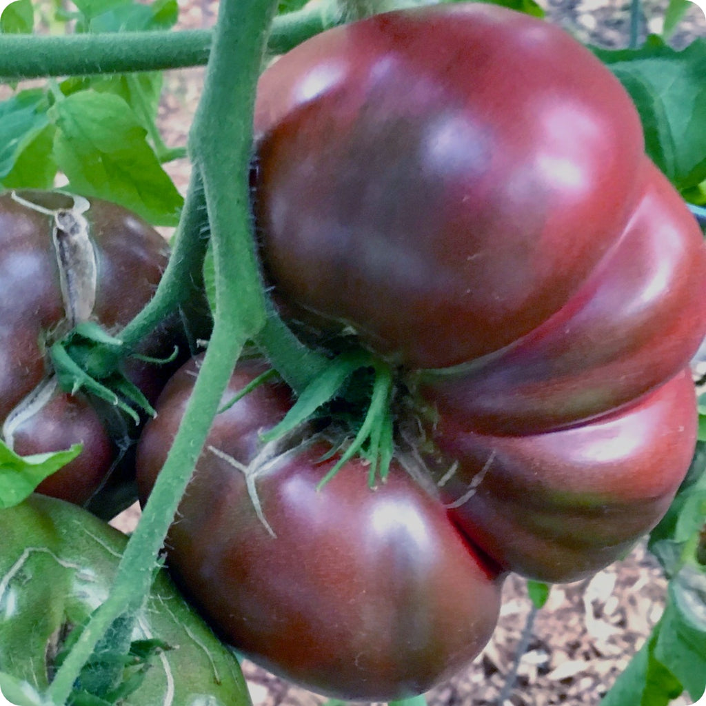 Black Brandywine Tomato Seeds – Heirloom Untreated NON-GMO From Canada –  The Incredible Seed Company Ltd