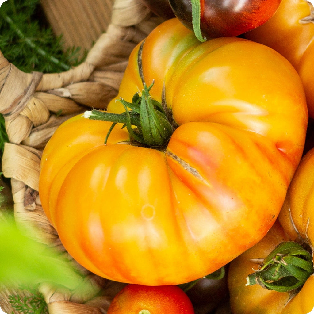 Pink Berkeley Tie-Dye Tomato Seeds