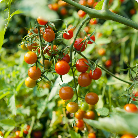 Red Currant - Cherry Tomato Seeds - Heirloom Untreated NON-GMO From Canada