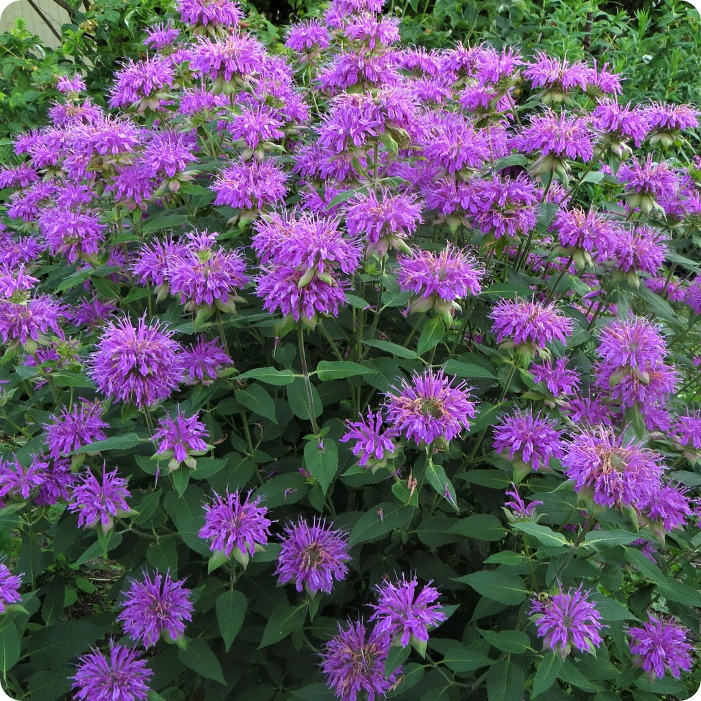 Monarda fistulosa