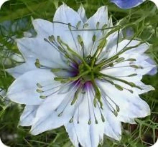 Nigelle Papillosa Delft Blue - Graines Baumaux